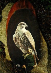 Falco cherrug